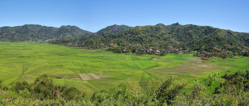 Bright green rice spider web fields