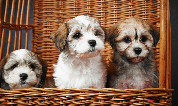 Bichon Havanese Puppies