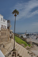 Palmier, port de Tanger, Maroc