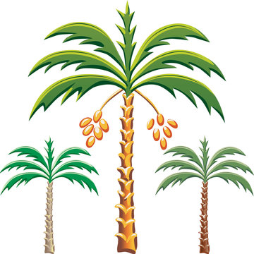 Vector Three Date Palm Trees