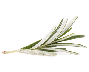 Fototapeta premium rosemary herb spice leaves isolated on white background cutout