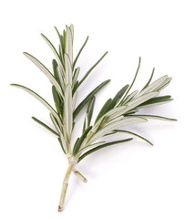 rosemary herb spice leaves isolated on white background cutout
