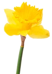 Schilderijen op glas Daffodil flower or narcissus isolated on white background cutout © Natika