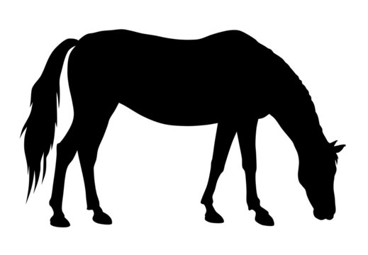 black horse silhouette grazing on white clip art preview