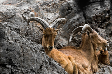 West caucasian tur goat in nature.