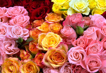 Roses