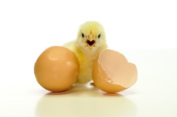 Frisch geschlüpftes Hühnerküken mit Eierschalen