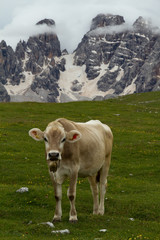 Fototapeta na wymiar Kuh in den Dolomiten