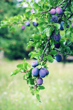 Plum tree branch with blue plum fruit