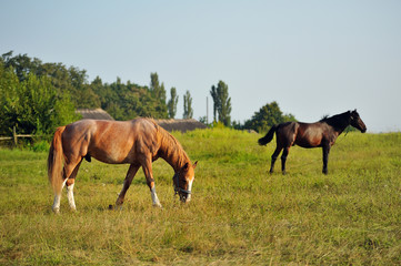 Horses in a field, landscape