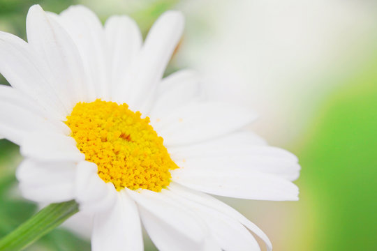 Bl&uuml;ten