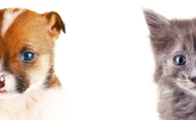 Foto auf Leinwand Cute cat and dog faces isolated on white © Africa Studio