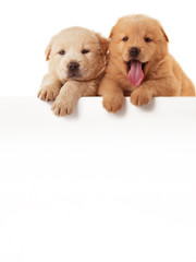 Two cute Chow-chow puppies,  isolated over white background