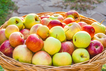Apple harvest in a wicker basket, backlit