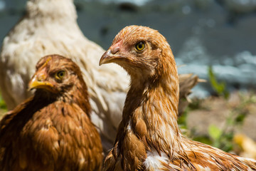 Head brown chicken close up