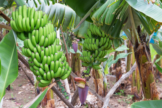 Banana Plantation At Madeira Island