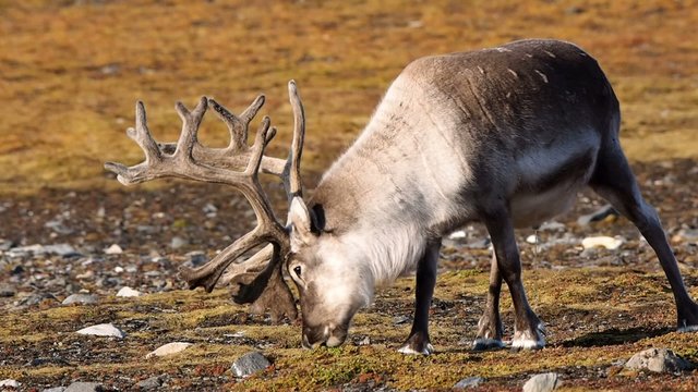 Wild Arctic reindeer in natural habitat