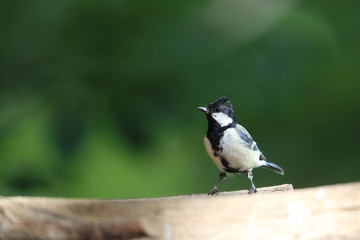 シジュウカラ