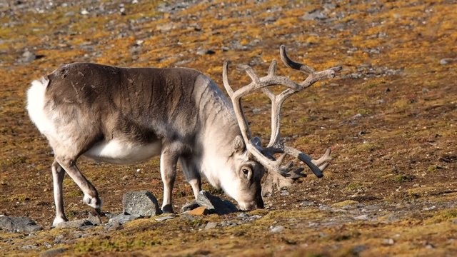 Wild reindeer in Arctic tundra - Spitsbergen, Svalbard