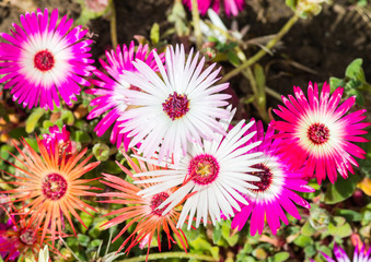 Fototapeta premium Daisies