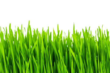 Fresh green wheat grass isolated on white background