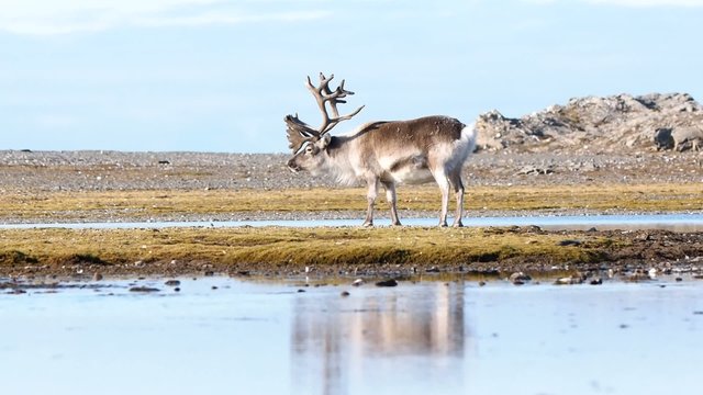 Wild Arctic reindeer in natural environment
