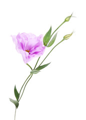Purple artificial eustoma, isolated on white
