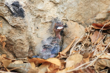 Eurasian Hoopoe (Upupa epops) juvenile in Thailand
