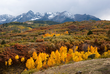 Last color of Fall in Colorado Mountains