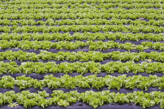 Horticultura de alface