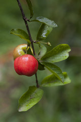 Acerola, uma das frutas mais ricas em Vitamina C