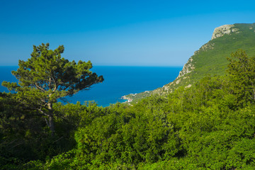 Fototapeta na wymiar The steep coast of the Black Sea with a lonely pine