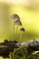 Mycena mushrooms growing on wood