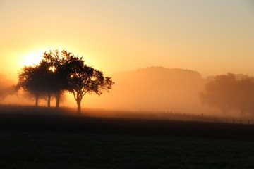 Fototapeta na wymiar Sonnenaufgang im Nebel am Waldrand
