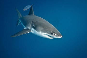 Naklejka premium Great White Shark