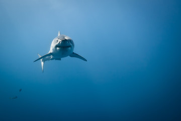Fototapeta premium Wielki biały rekin