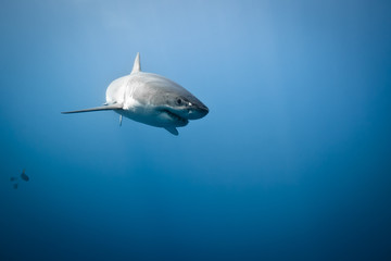 Fototapeta premium Great White Shark