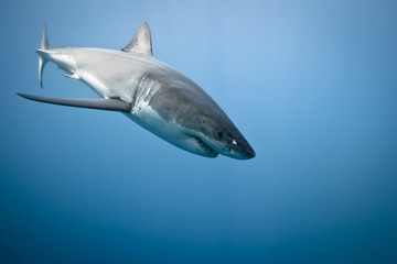 Great White Shark