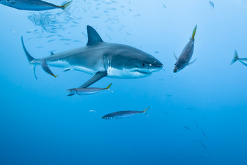Fototapeta premium Great White Shark