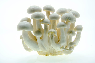 brown beech mushrooms or shimeji mushrooms on white background