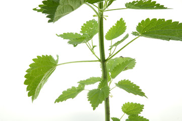 nettle