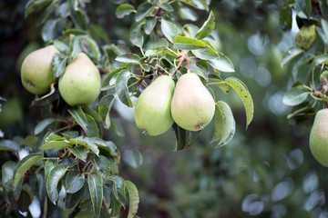 Birnen an einem Birnenbaum