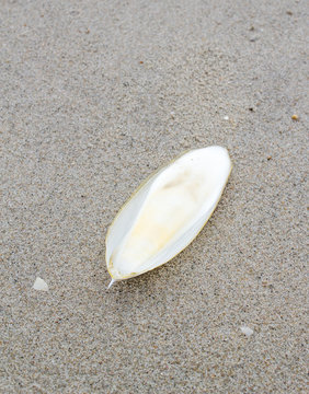 cuttle bone