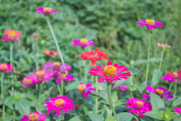 Obraz premium Zinnia flowers