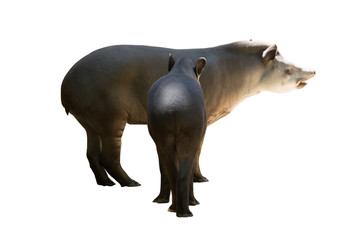 Obraz premium Adult and young tapirs. Isolated