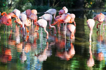 Photo sur Plexiglas Flamant flamants roses debout dans l& 39 étang