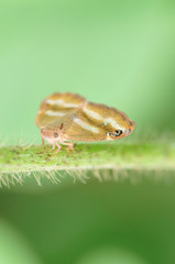 ベッコウハゴロモ