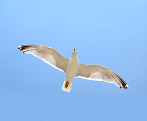 Silbermöwe