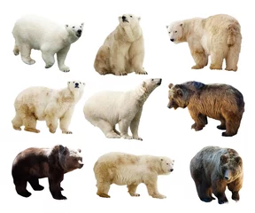 Poster Ours polaire Set of bears. Isolated over white