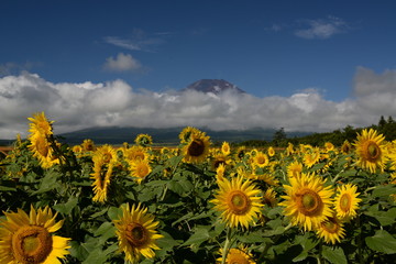 ひまわりと富士山